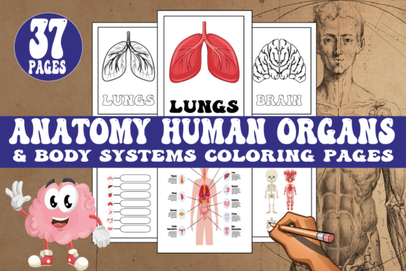 Anatomy Human Organs Body Coloring Pages: A Designer's Guide